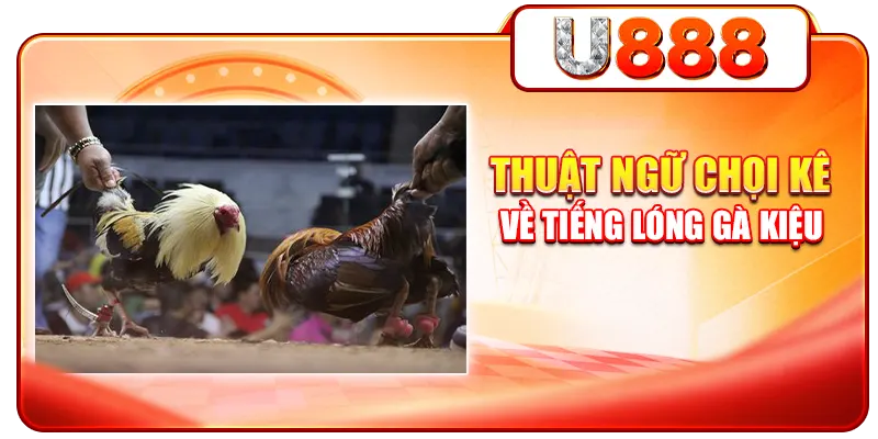 Thuật ngữ chọi kê về tiếng lóng gà kiệu